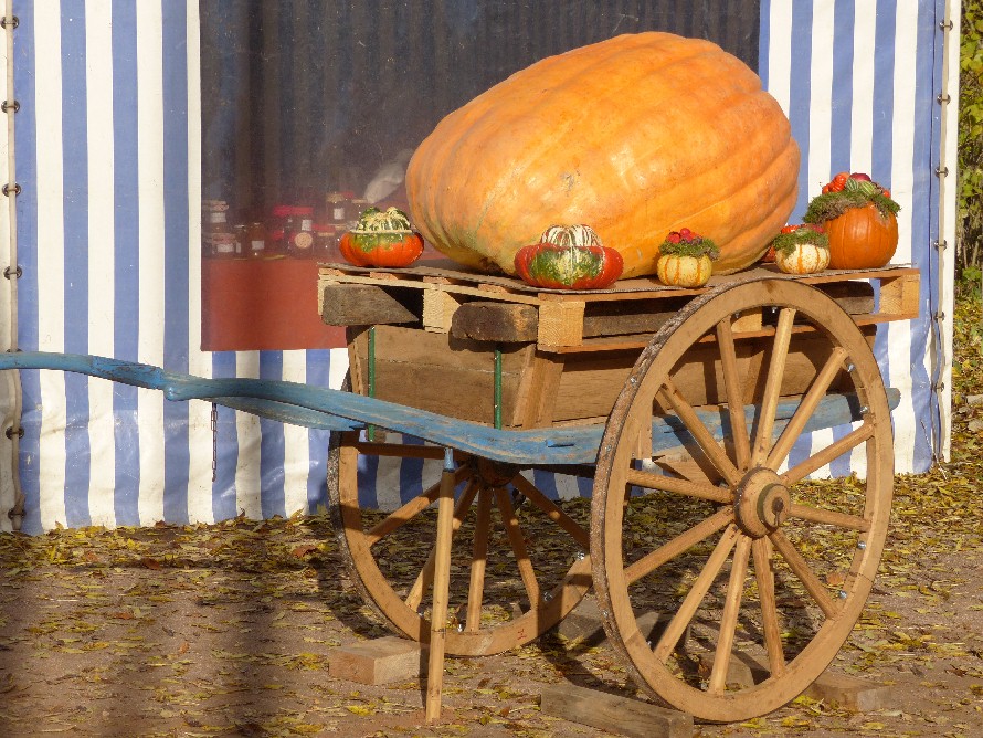 Trs grosse citrouille prsente sur la charrette restaure par Andr